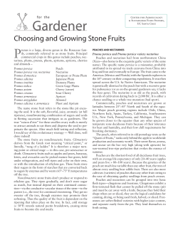 Choosing and Growing Stone Fruits P