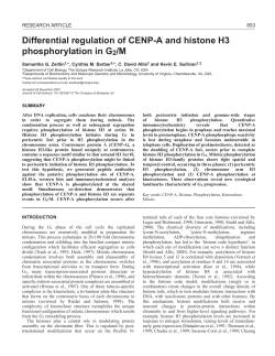 CENP-A phosphorylation in mitosis - Journal of Cell Science