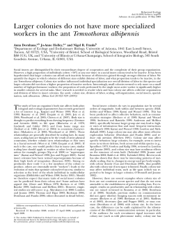Larger colonies do not have more specialized workers in the ant