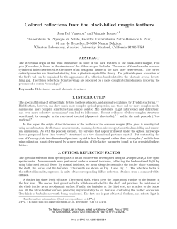 Colored reflections from the black-billed magpie feathers