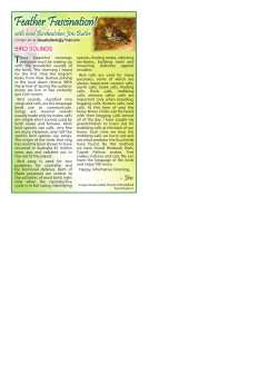 Feather Fascination!