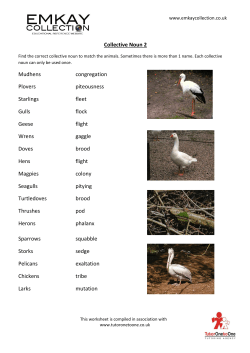 Collective Noun 2 Mudhens congregation Plovers piteousness