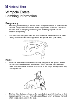 Lambing information for group leaders.pub