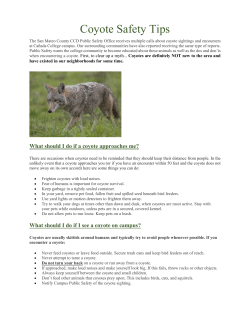 Coyote Safety Tips