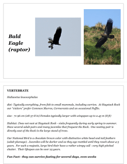 Bald Eagle - City of Cannon Beach