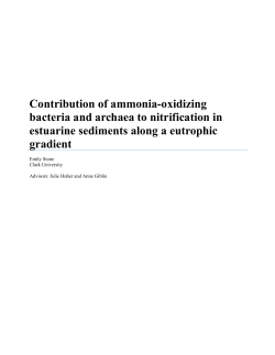 Contribution of ammonia-oxidizing bacteria and archaea to