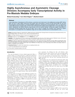 Highly Asynchronous and Asymmetric Cleavage Divisions