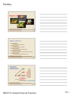 Porifera - Salinella