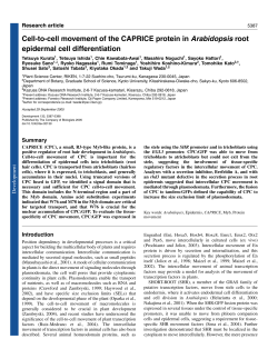 Cell-to-cell movement of the CAPRICE protein in