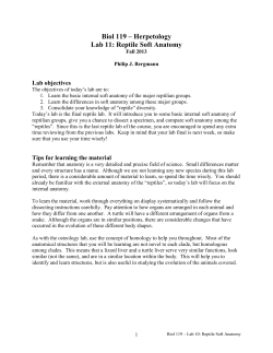 Biol 119 &ndash; Herpetology Lab 11: Reptile Soft Anatomy