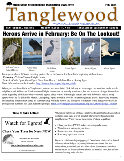 Herons Arrive in February: Be On The Lookout!