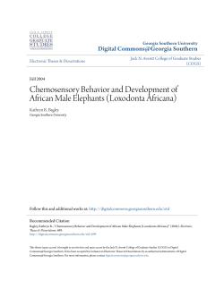 Chemosensory Behavior and Development of African Male