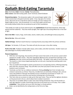 Goliath Bird-Eating Tarantula