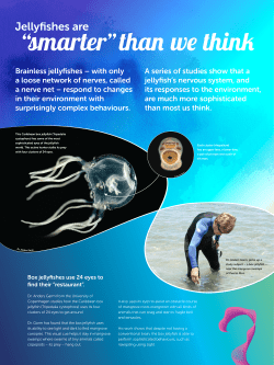 Brainless jellyfishes &ndash; with only a loose network of nerves, called a