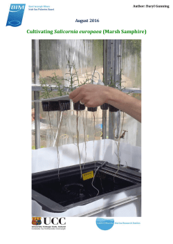 Cultivating Salicornia europaea (Marsh Samphire)
