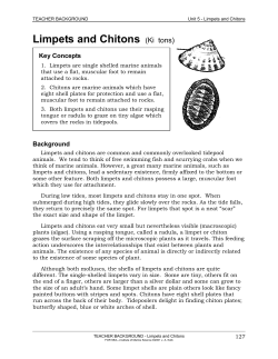 Limpets and Chitons