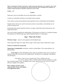 Algae &ndash; Plant Like Protists