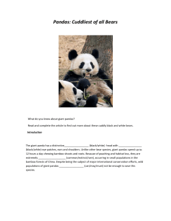 Pandas: Cuddliest of all Bears