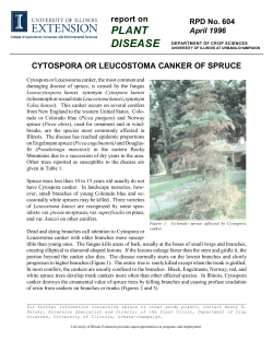 Cytospora or Leucostoma Canker of Spruce