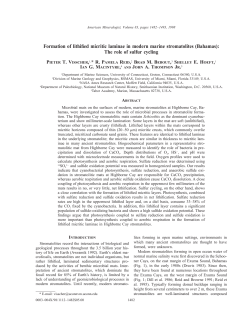 Formation of lithified micritic laminae in modern marine stromatolites