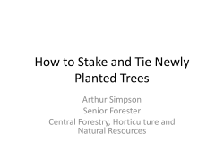How to Stake and Tie Newly Planted Trees