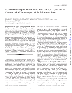 A2 Adenosine Receptors Inhibit Calcium Influx Through L