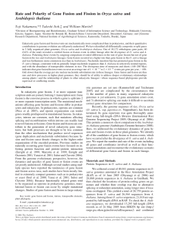 Rate and Polarity of Gene Fusion and Fission in Oryza sativa and
