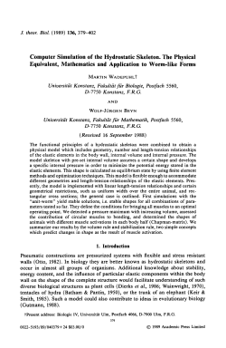 Computer Simulation of the Hydrostatic Skeleton. The Physical