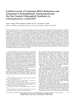Cellular Levels of Glutamyl-tRNA Reductase and
