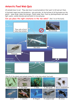 Bluewhale foodweb