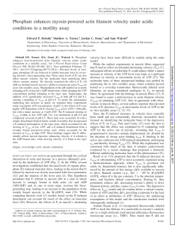Phosphate enhances myosin-powered actin filament velocity under