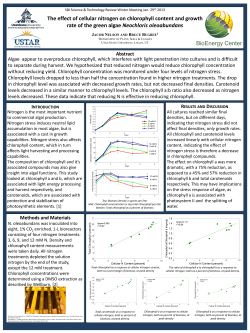 The effect of cellular nitrogen on chlorophyll content and growth rate
