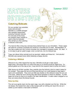 Nature Detectives Catching Bobcats
