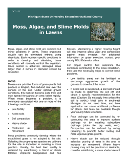 Moss, Algae, and Slime Molds in Lawns