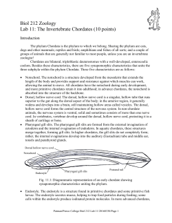 Biol 212 Zoology Lab 11: The Invertebrate Chordates