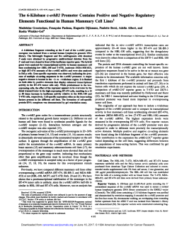 The 6-Kilobase c-erbB2 Promoter Contains