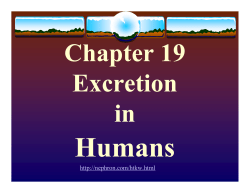 Excretion in