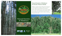 Melaleuca Biocontrol