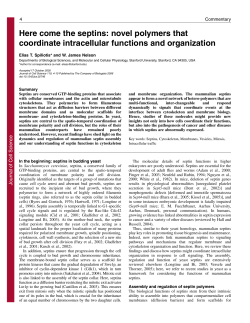 Here come the septins: novel polymers that