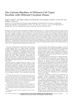 The Calcium Rhythms of Different Cell Types