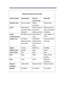 Difference between Rats and Mice Common Name House Mouse