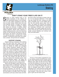 Staking - The Holden Arboretum