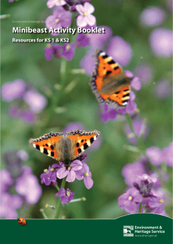 Minibeast Activity Booklet