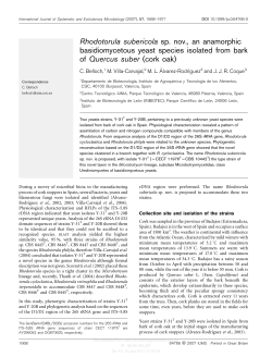Rhodotorula subericola sp. nov., an anamorphic basidiomycetous