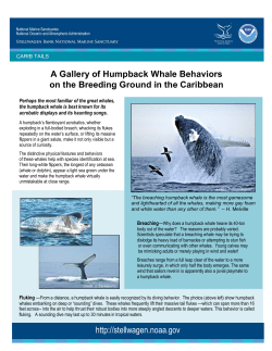 A Gallery of Humpback Whale Behaviors on the