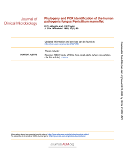 pathogenic fungus Penicillium marneffei. Phylogeny and PCR