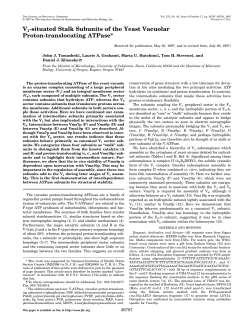 V1-situated Stalk Subunits of the Yeast Vacuolar Proton