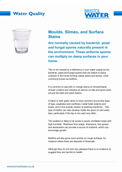 Moulds, Slimes, and Surface Stains