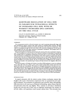 downward regulation of cell size in paramecium tetraurelia: effects of