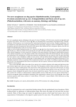 Two new sacoglossan sea slug species (Opisthobranchia